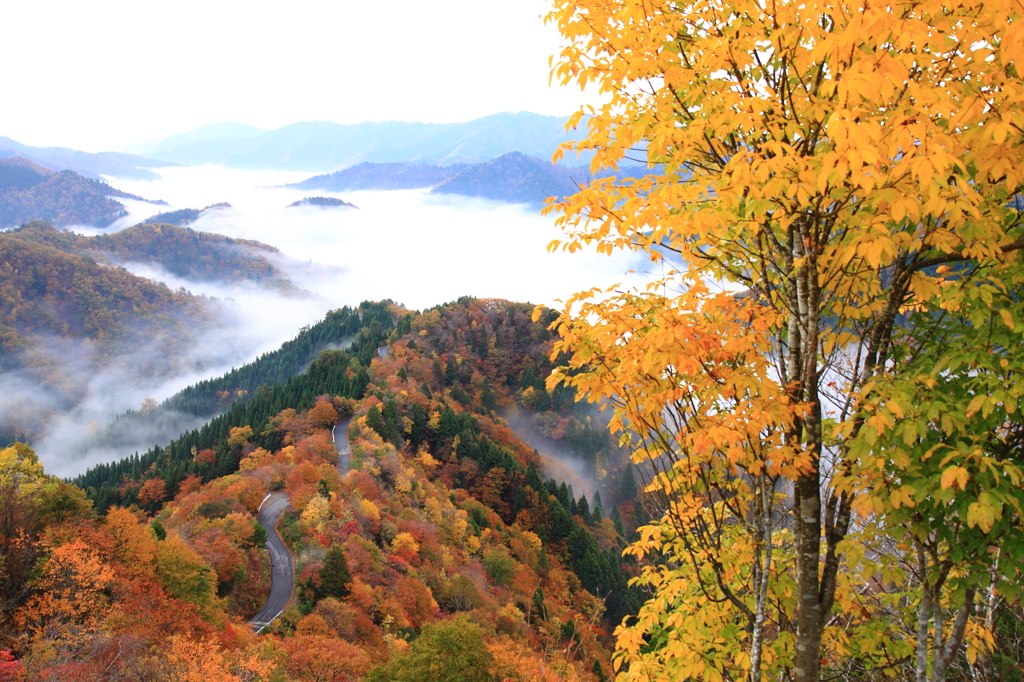 紅葉と雲海