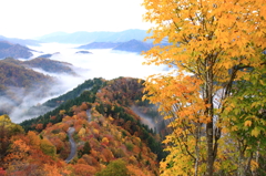 紅葉と雲海