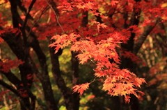 光る紅葉