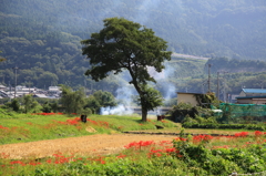 秋の風景