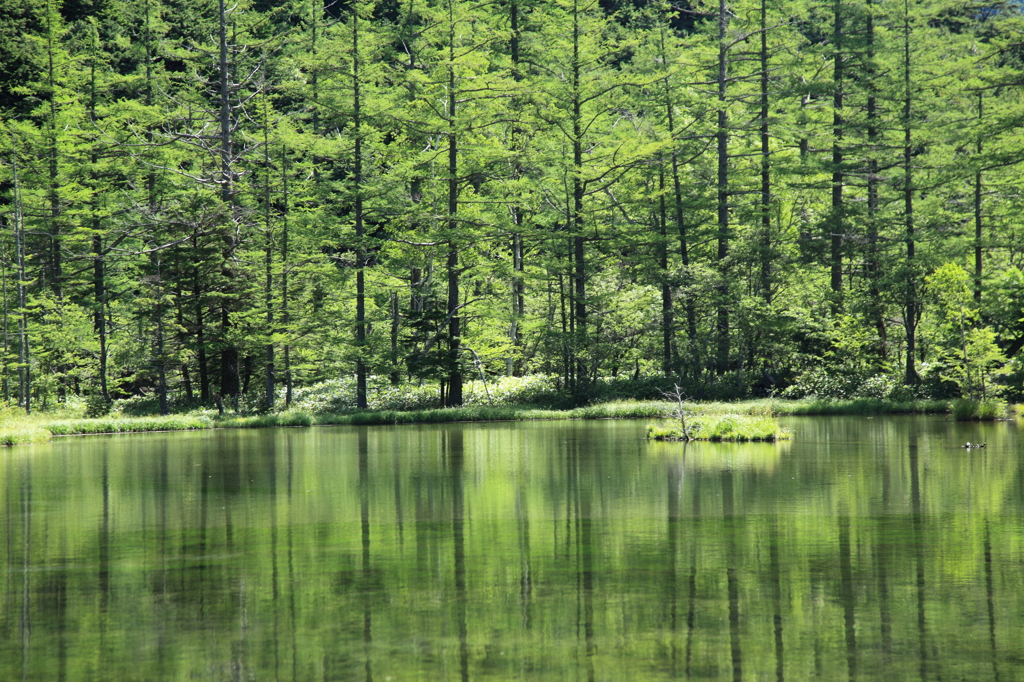 緑の池