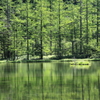 緑の池