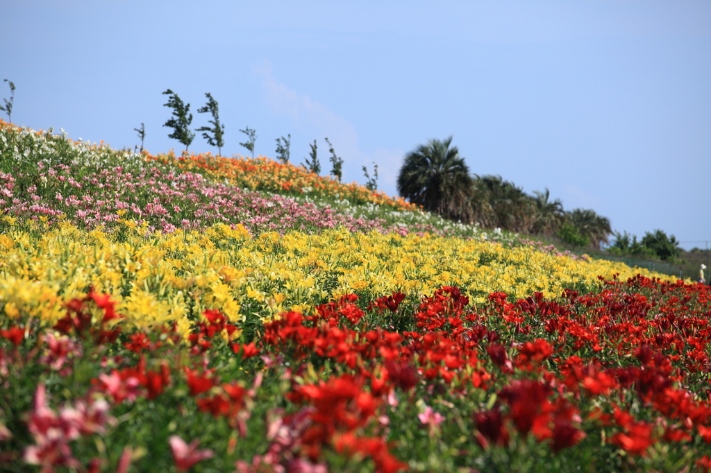 ゆりの花園②