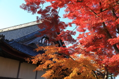 寺と紅葉