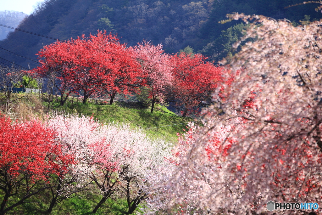 燃える大地