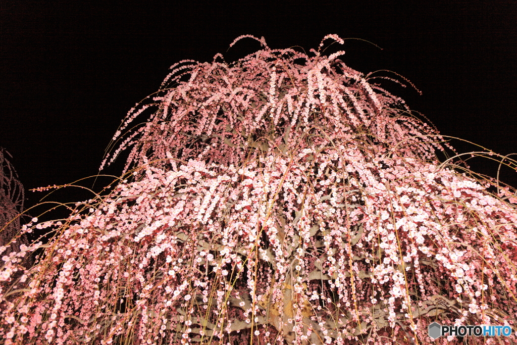 梅花笠