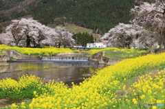 春の川