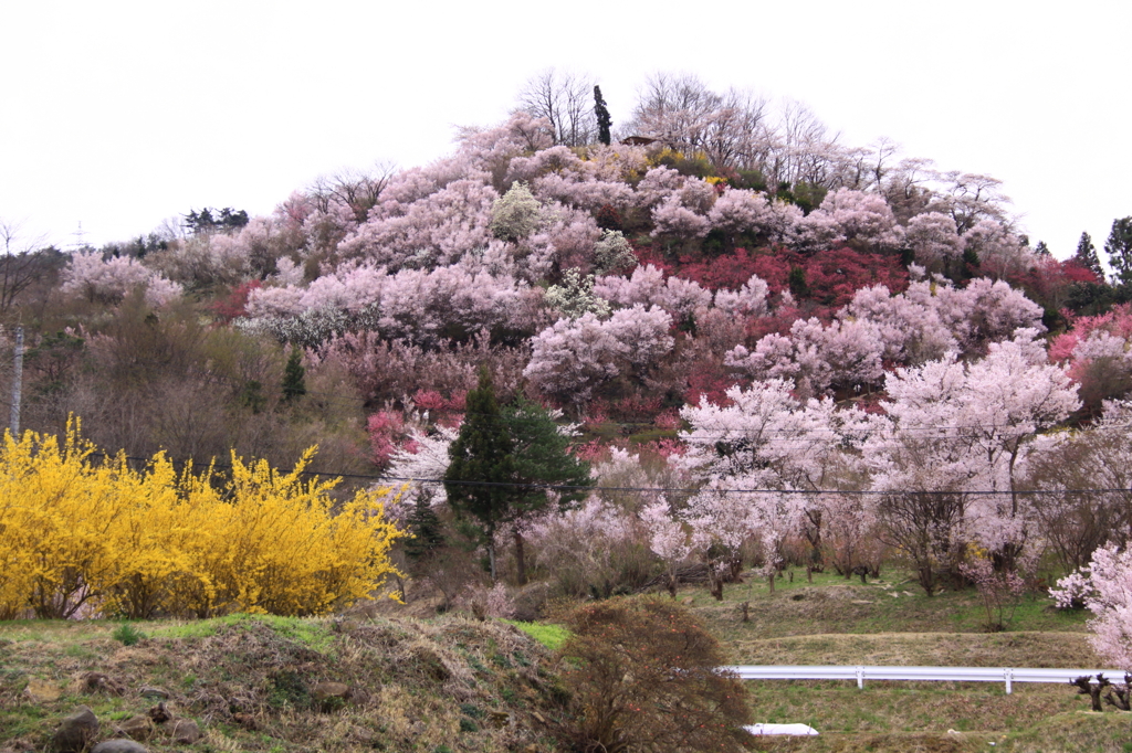 東北の春⑤