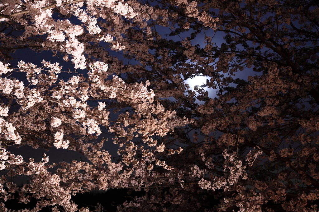 おぼろ月夜のソメイヨシノ