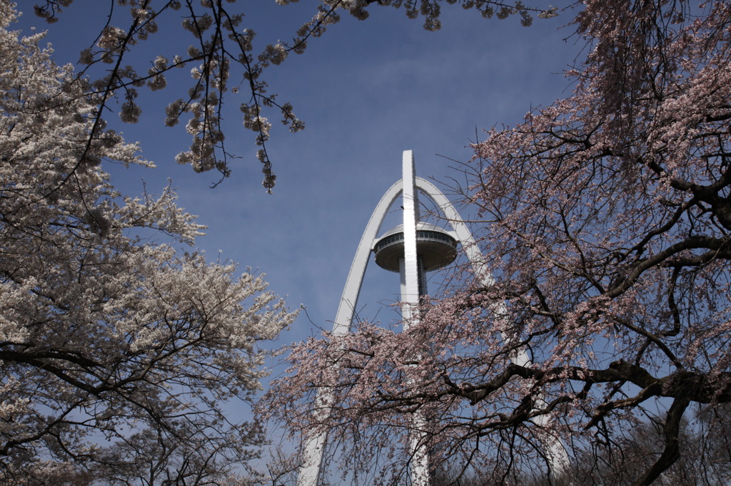 桜とタワー