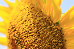 ハートいっぱい「ひまわりの花」