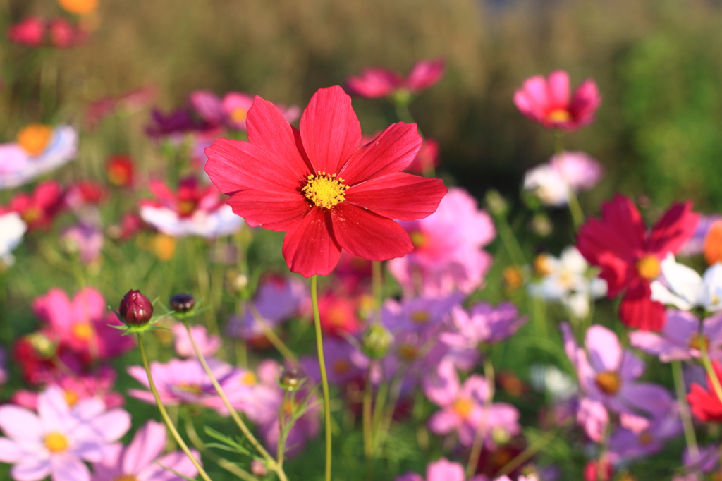 真っ赤なコスモスの花
