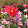 真っ赤なコスモスの花
