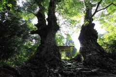 巨木と山門