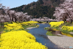 春の河川