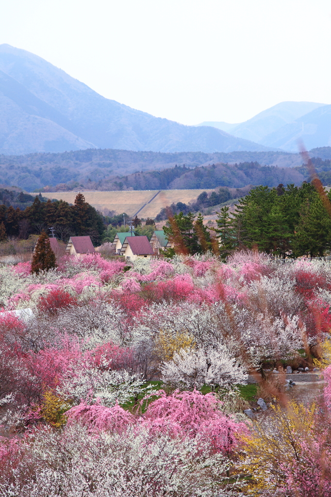 メルヘンチックな風景①