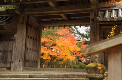 門越しの紅葉