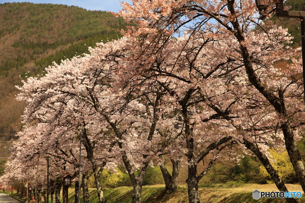 桜並木