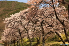 桜並木