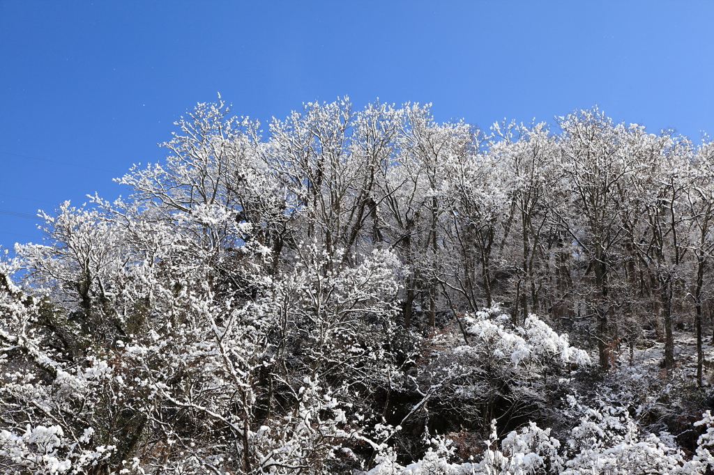 暑中お見舞い「雪の花」