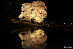 夜の苗代桜