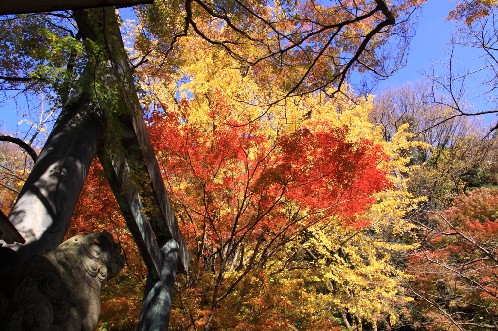 神社の紅葉