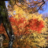 神社の紅葉
