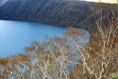 湖の白樺