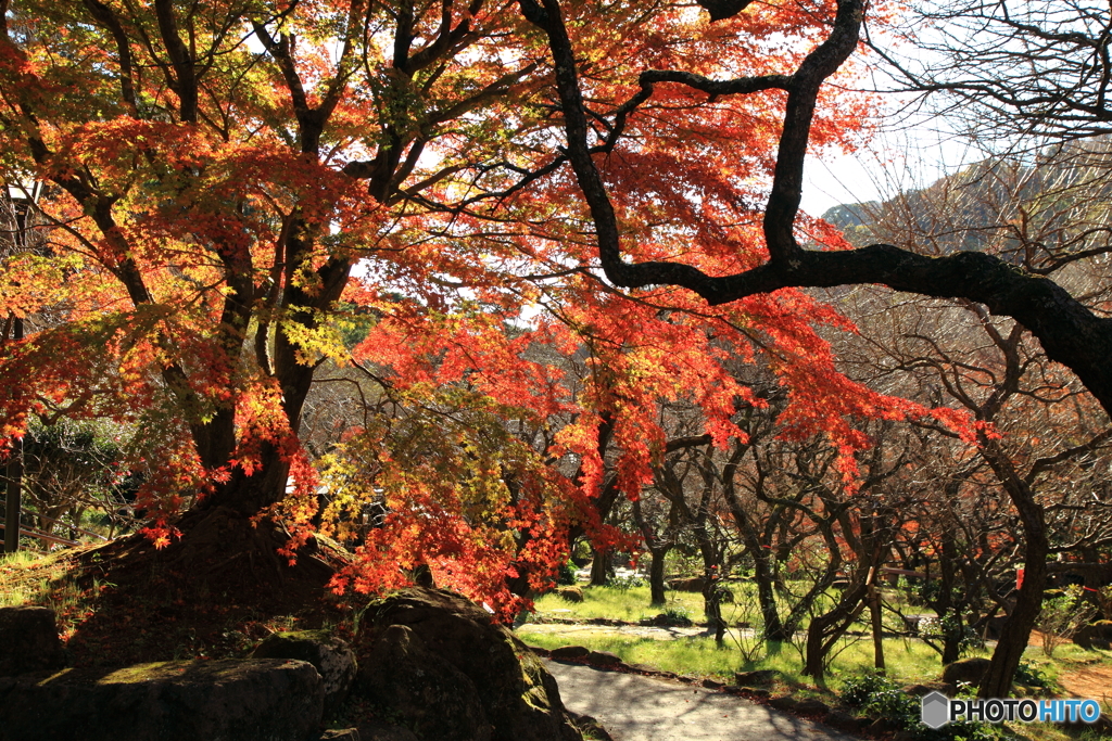 晩秋の紅葉