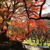 晩秋の紅葉