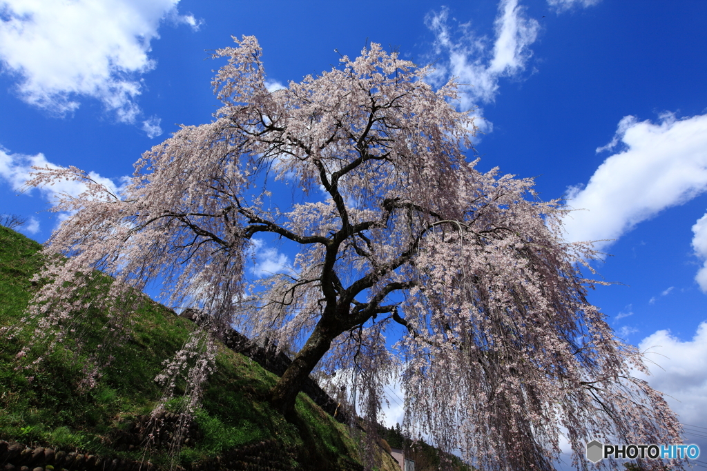 岩太郎の枝垂れ桜