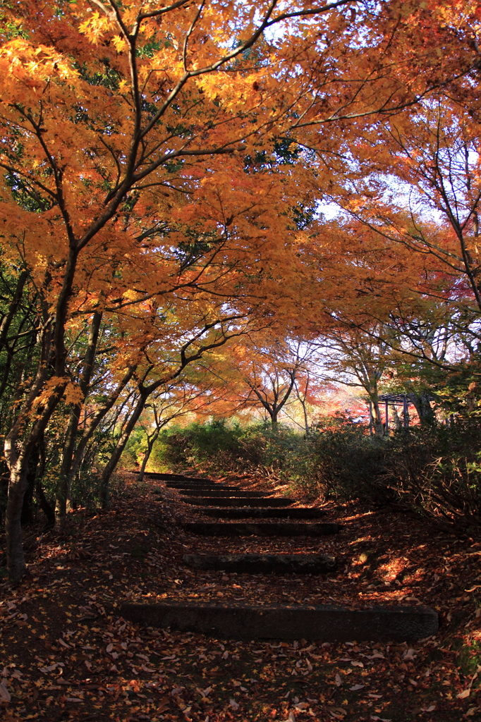 晩秋の細道