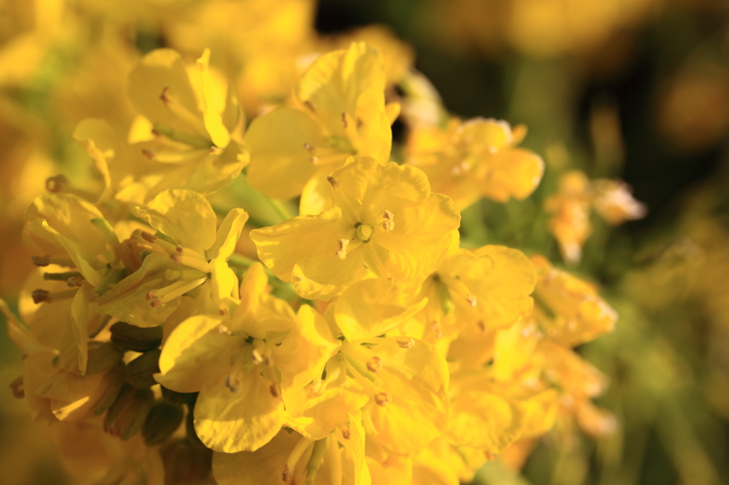 早春の花