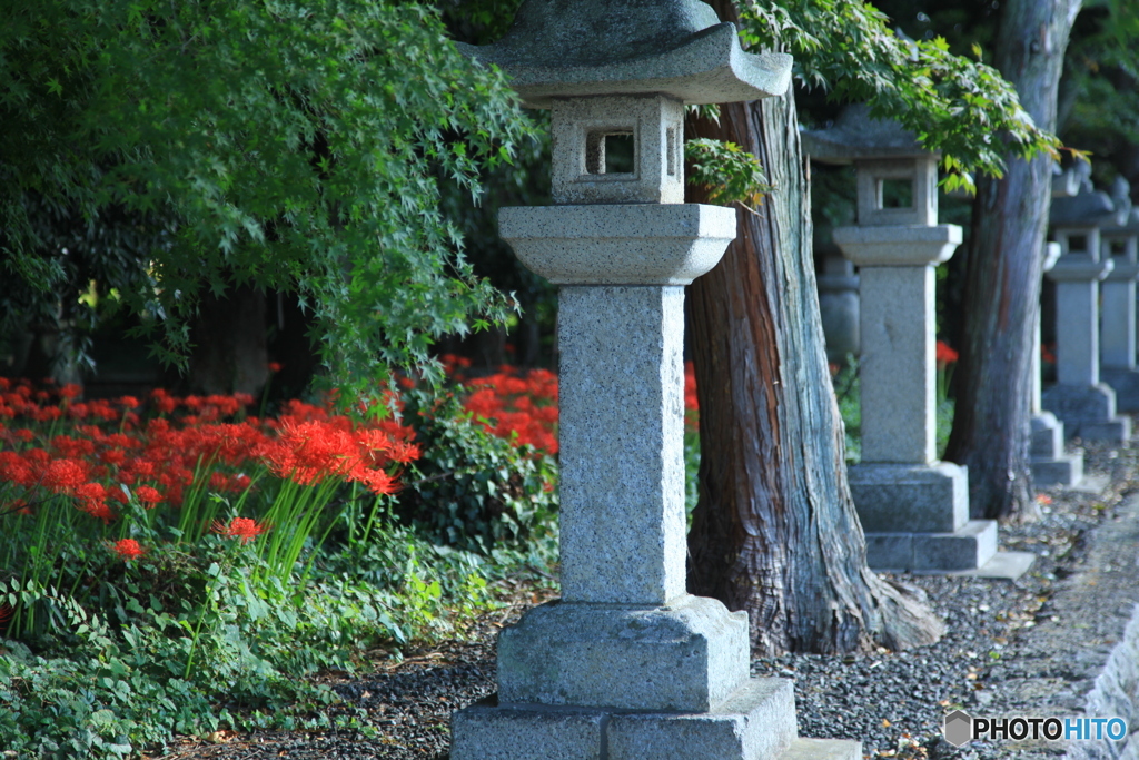 神社の秋