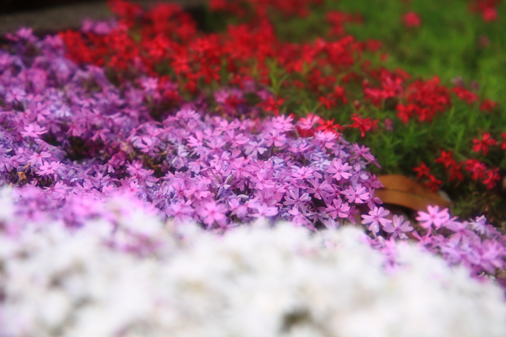 芝桜のコラボ
