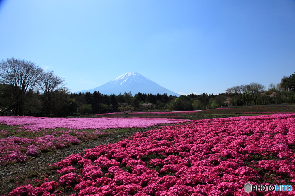 富士山麓の花園