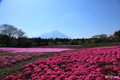 富士山麓の花園