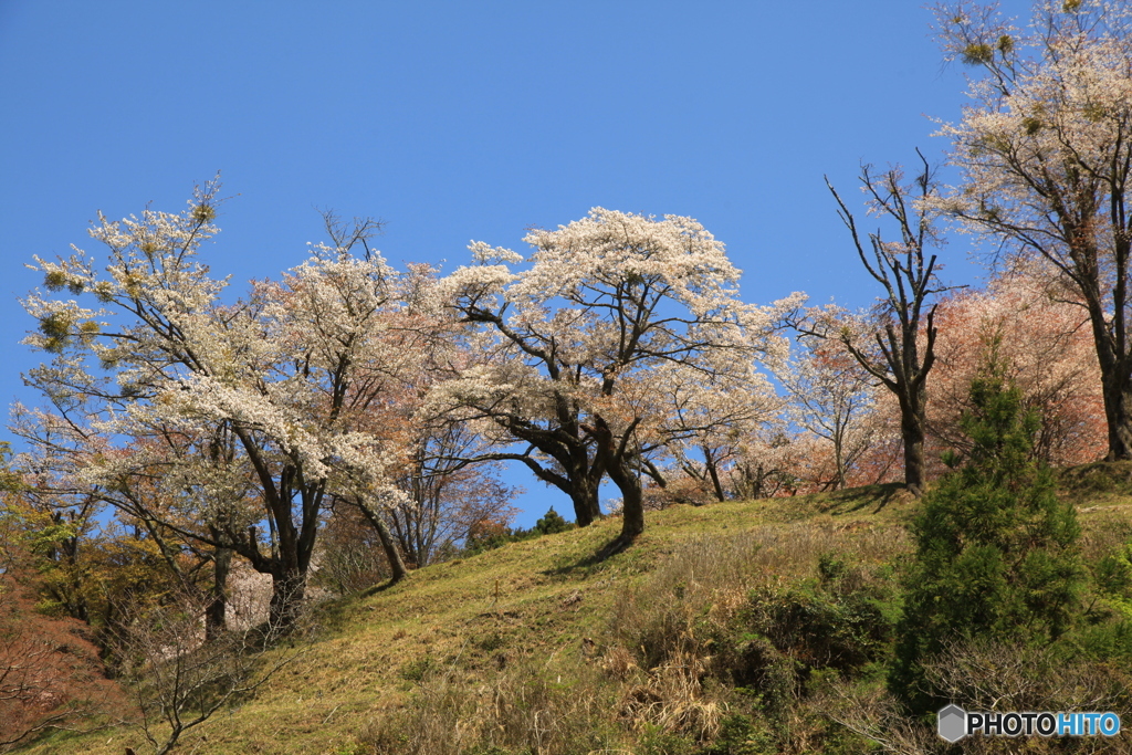 吉野の春