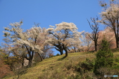 吉野の春