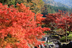 庭の紅葉