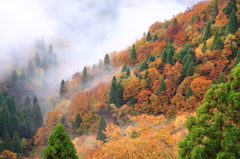 鮮やかな山の紅葉