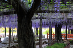 古木の藤花（その②）