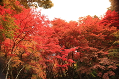 燃える木々