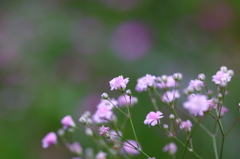 かすみ草