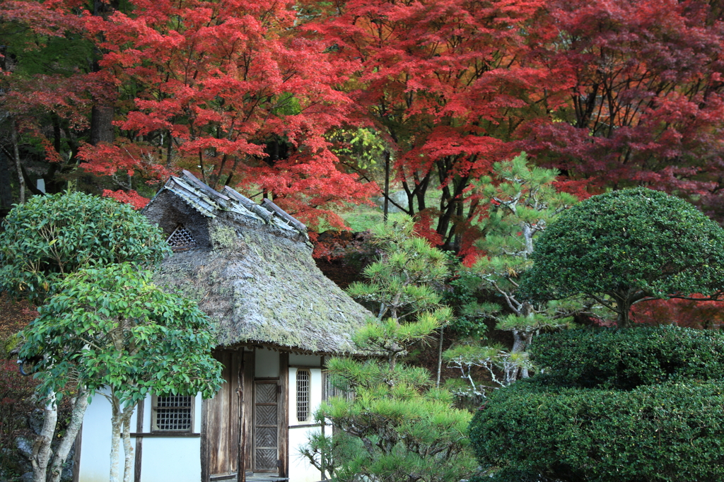 庭園の紅葉