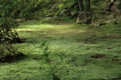苔の広場