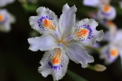 らくがき花弁(シャガ)
