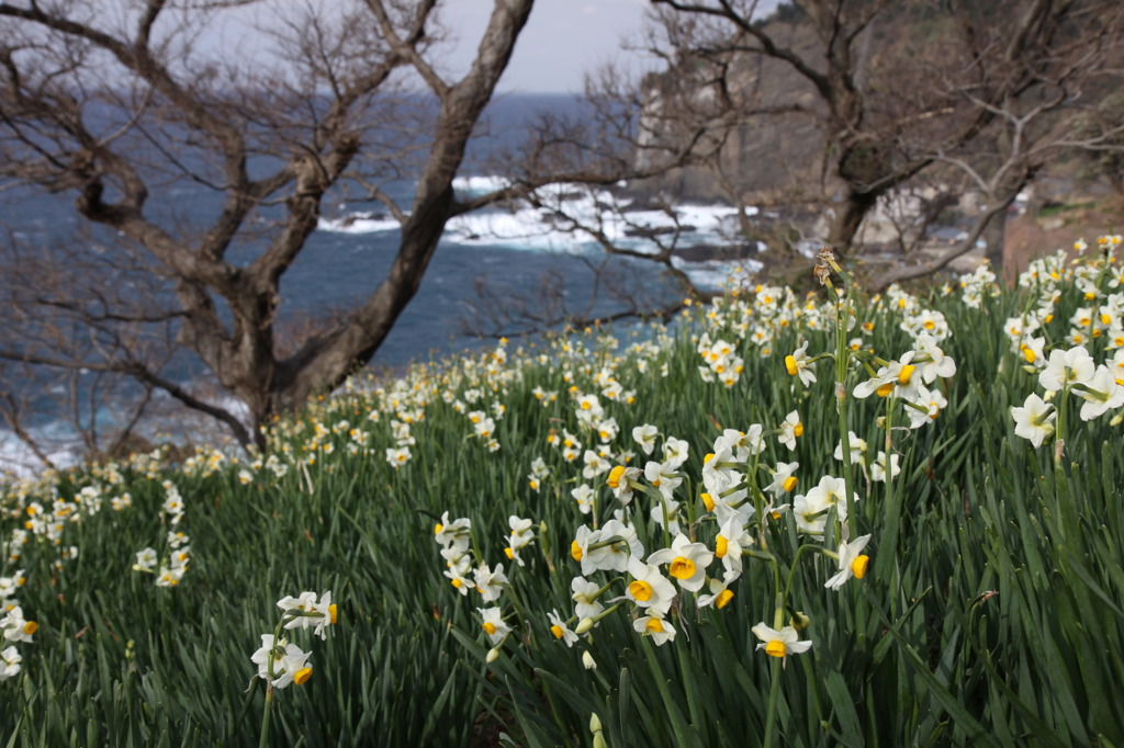 厳冬に花咲く水仙