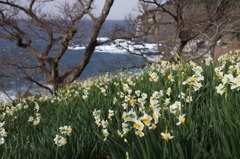 厳冬に花咲く水仙