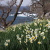 厳冬に花咲く水仙